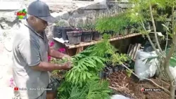 ORNAMENTAL PLANT FARMERS OVERWHELMED WITH ORDERS