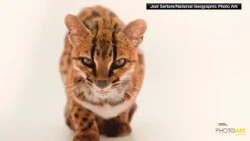 Scientists discover new species of wild cat in Bolivia | The Daily Brew