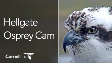 Hellgate Canyon Osprey Nest - Missoula