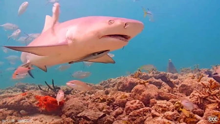 Miami - Coral City Camera Underwater Reef