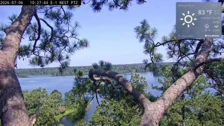 Kisatchie National Forest Bald Eagle Nest Cam