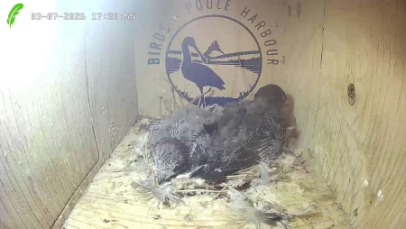 Swift Nest Box in Wareham