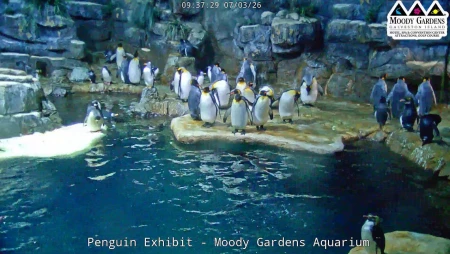 Moody Gardens Penguin Cam - Galveston, Texas