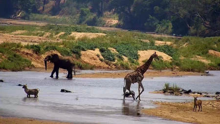 Olifants River Wildlife – Greater Kruger