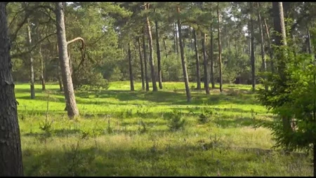 Hoge Veluwe Wildlife