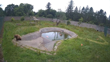 Bear Cam at Camperdown Wildlife Centre