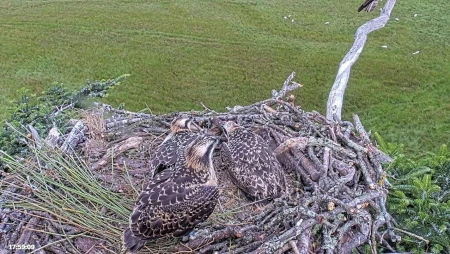 Glaslyn Osprey Nest in North Wales