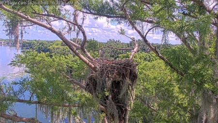 Winter Park Eagle Cam - Brutus & Peanut Nest